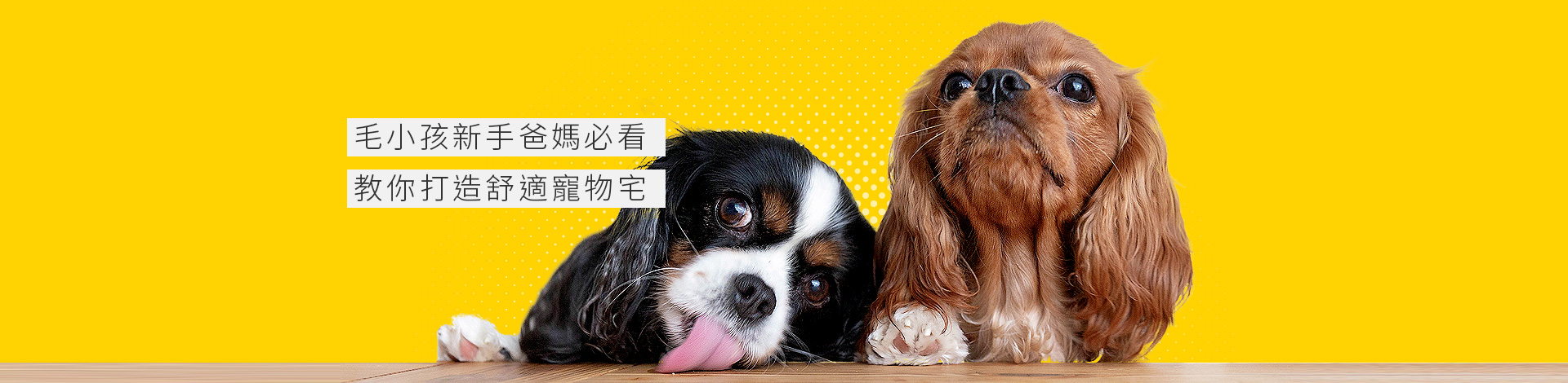 毛小孩新手爸媽必看 教你打造舒適寵物宅